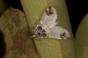 ヒメツマグロシロノメイガ