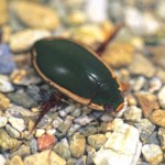 ﾋﾒﾌﾁﾄﾞﾘｹﾞﾝｺﾞﾛｳ