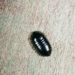 ヒメマルゴキブリ