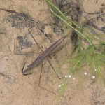 ヒメミズカマキリ ヒメミズカマキリ