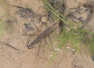 ヒメミズカマキリ