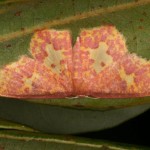 ビンガタヒメシャク ビンガタヒメシャク