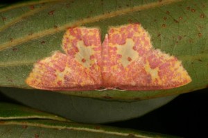 ビンガタヒメシャク