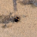 ﾌﾀｷﾎﾞｼｹｼｹﾞﾝｺﾞﾛｳ