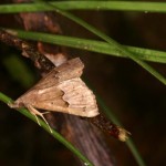 フタコブスジアツバ フタコブスジアツバ