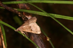 フタコブスジアツバ