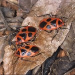 ﾍﾞﾆﾂﾁｶﾒﾑｼ