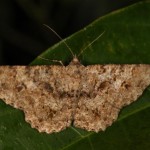 ホシミスジエダシャク