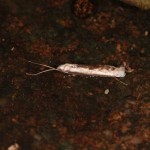 ホルトノキナガヒゲガ