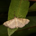 マエウスキノメイガ