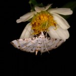 マエモンノメイガ