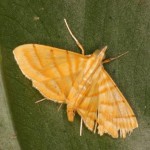 マタスジノメイガ