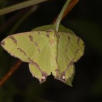 マダラチズモンアダシャク