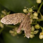 マダラヒゲブトナミシャク