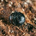 マンマルコガネ