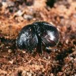 マンマルコガネ