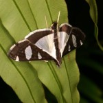 ミツシロモンノメイガ