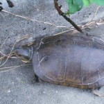 ミナミイシガメ