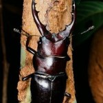 ヤエヤマノコギリクワガタ