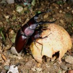 ヤエヤマノコギリクワガタ