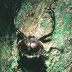 ﾔﾝﾊﾞﾙﾃﾅｶﾞｺｶﾞﾈ