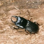 ヨナグニネブトクワガタ