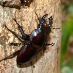 絶滅の危機に瀕したヨナグニマルバネクワガタ