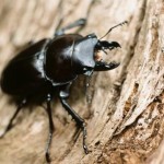 ヨナグニマルバネクワガタ