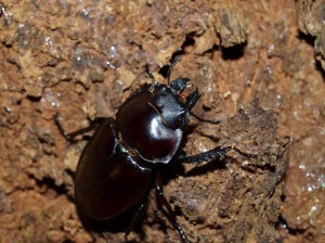 ヨナグニマルバネクワガタ♀