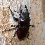 ヨナグニマルバネクワガタ♂