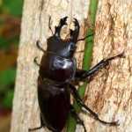 ヨナグニマルバネクワガタ♂ ヨナグニマルバネクワガタ♂