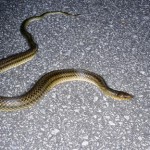 pict-e383aae383a5e382a6e382ade383a5e382a6e382a2e382aae38398e38393