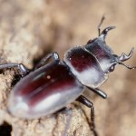 リュウキュウコクワガタ