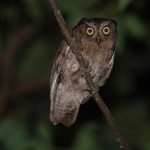 リュウキュウコノハズク リュウキュウコノハズク ¥10000