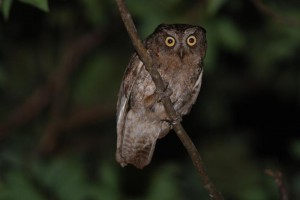 リュウキュウコノハズク　￥１００００