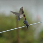 リュウキュウツバメ