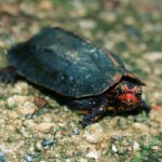 リュウキュウヤマガメ