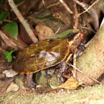 リュウキュウヤマガメ リュウキュウヤマガメ