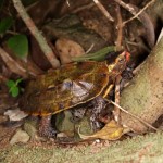 リュウキュウヤマガメ