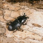 ルイスツノヒョウタンクワガタ