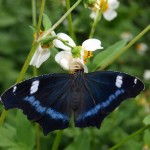 翅がきれいに展開していて美しいねえ。