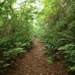 やんばる与那覇岳 やんばる与那覇岳