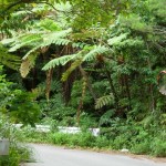 大国林道 大国林道