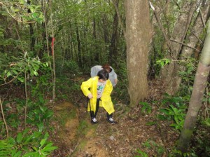 亜熱帯の森を歩くツアー