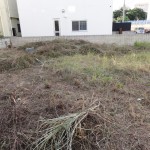 隣りの空き地 草刈り後の隣りの空き地