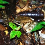 ホルストガエル