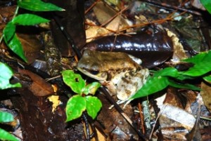 ホルストガエル