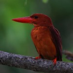 アカショウビン アカショウビン