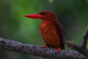 アカショウビン