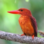 アカショウビン